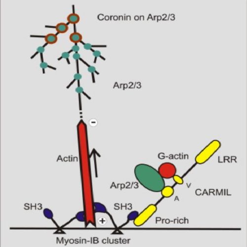 Fig.10 taken from Hermann et al, 2009.