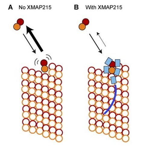 Fig. 6 taken from Brouhard et al, 2008.