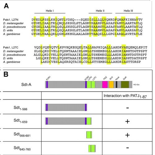 Fig.2 taken from Bulgakova et al, 2008.