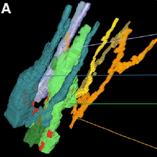 Fig.4 taken from Cardona et al, 2009.