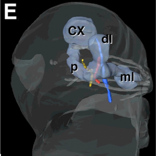 Fig.3 taken from Cardona et al, 2010.