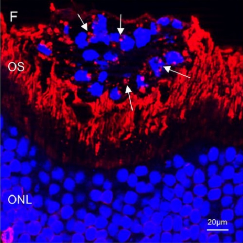 Fig.7 taken from Carido et al, 2014.