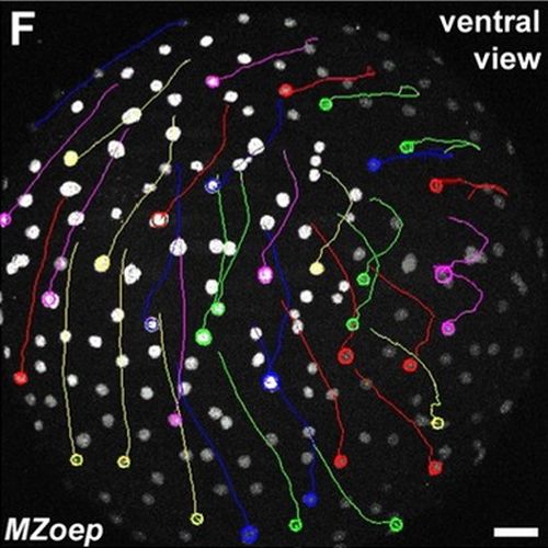 Fig. 3 taken from Carvalho  et al, 2009.