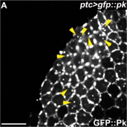 Fig.8 taken from Cho et al, 2015.