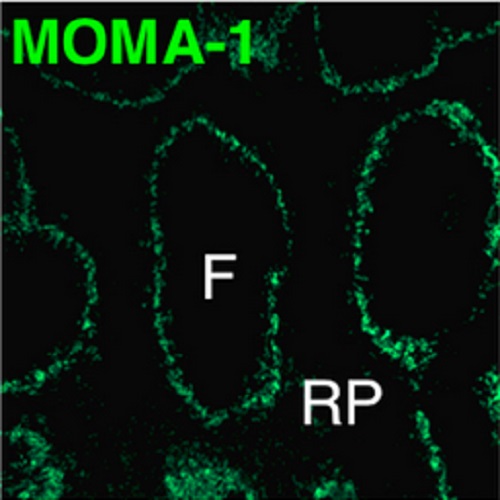 Fig.2 taken from Chopin et al, 2011.