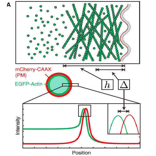 Fig.1 taken from Clark et al, 2013.