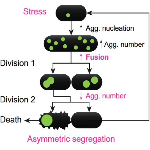 Fig.4 taken from Coelho et al, 2014.