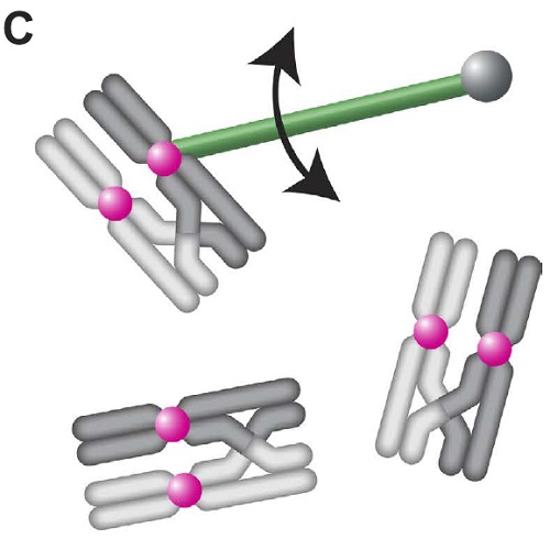 Fig.5 taken from Cojoc et al, 2016.