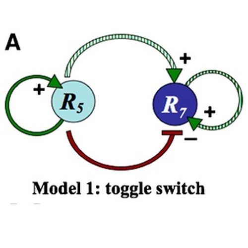 Fig.2 taken from Del Conte-Zerial et al, 2008.