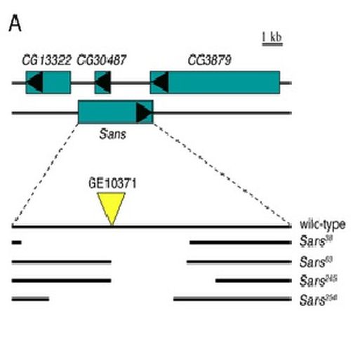 Fig.3 taken from Demontis et al, 2009.