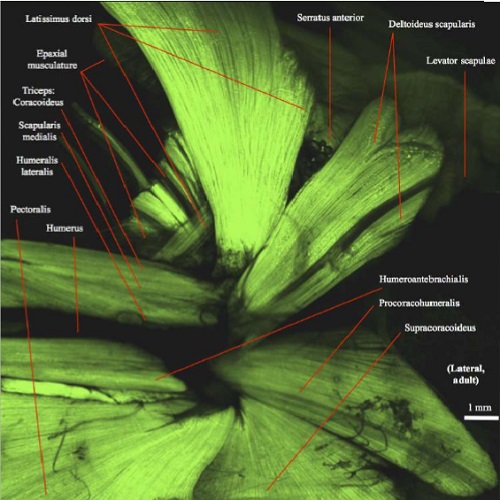 Fig.1 taken from Diogo et al, 2014.