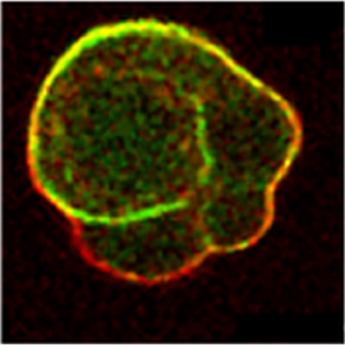 Fig.2 taken from Diz-Munoz et al, 2010.