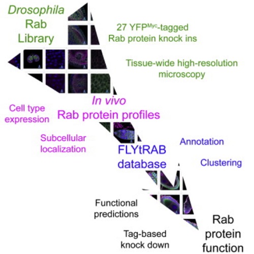 GA. taken from Dunst et al, 2015.