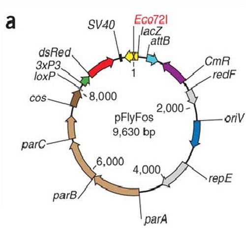 Fig.1 taken from Ejsmont et al, 2009.