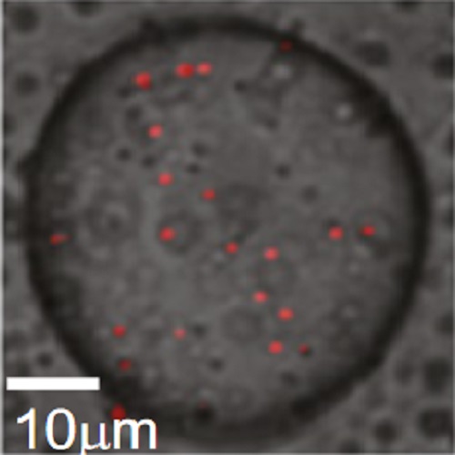 Fig.2 taken from Elbaum-Garfinkle et al, 2015.