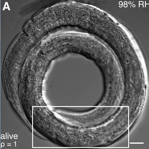 Fig.2 taken from Erkut et al, 2011.