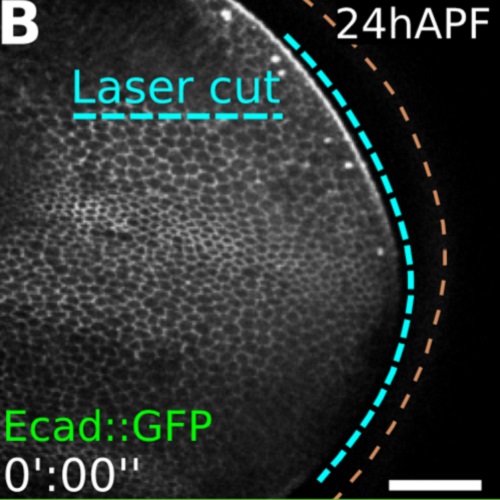 Fig.1 taken from Etournay et al, 2015.