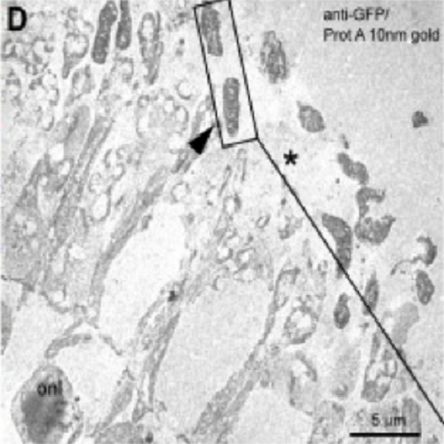 Fig.2 taken from Fabig et al, 2012.