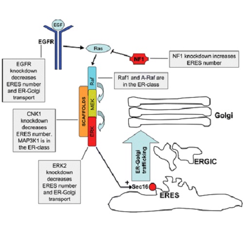 Fig.10 taken from Farhan et al, 2010.