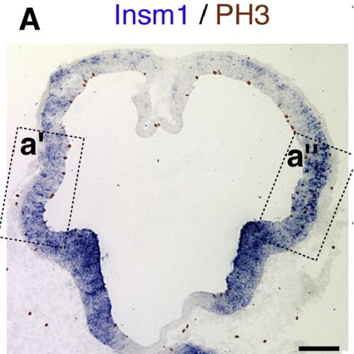 Fig.5 taken from Farkas et al, 2008.