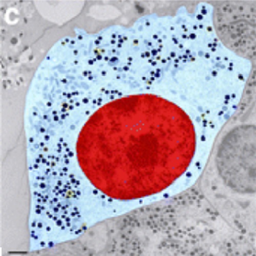 fig.2 taken from Fava et al, 2012.