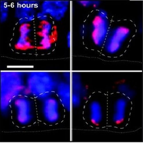 Fig.2 taken from Fei et al,2009.