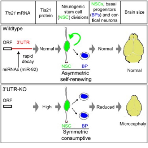 GA. taken from Fei et al, 2014.