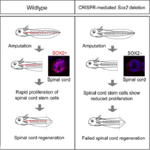 GA. taken from Fei et al, 2014.