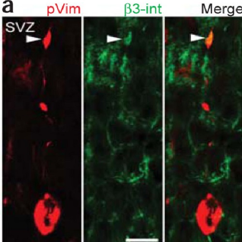 Fig.7 taken from Fietz et al, 2010.