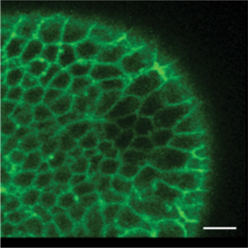 Fig.2 taken from Firmino et al, 2013.