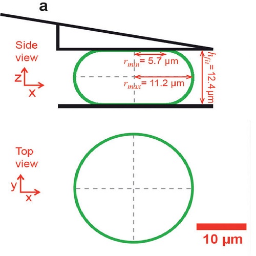 Fig.1 taken from Fischer-Friedrich et al, 2014.