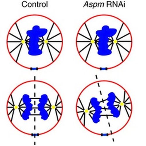 Fig. 4 taken from Fish et al, 2008. 