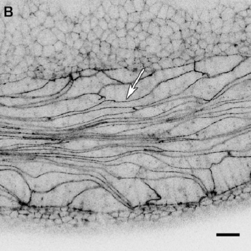 Fig.3 taken from Flores-Benitez et al, 2015.