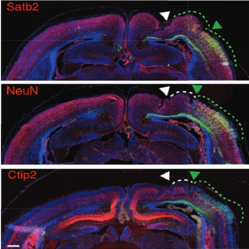 Fig.4 taken from Florio et al, 2015