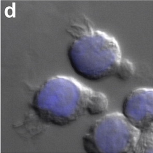 Fig.6 taken from Fonseca et al, 2010.