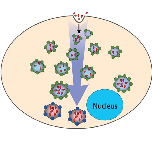 Fig.2 taken from Foret et al, 2012.