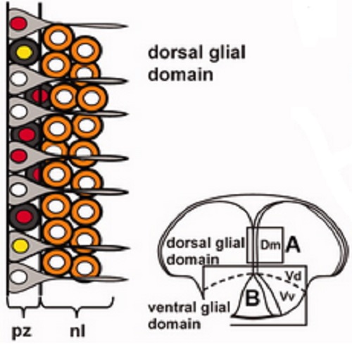 Fig.9 taken from Ganz et al, 2010.