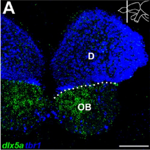 Fig.5 taken from Ganz et al, 2012.