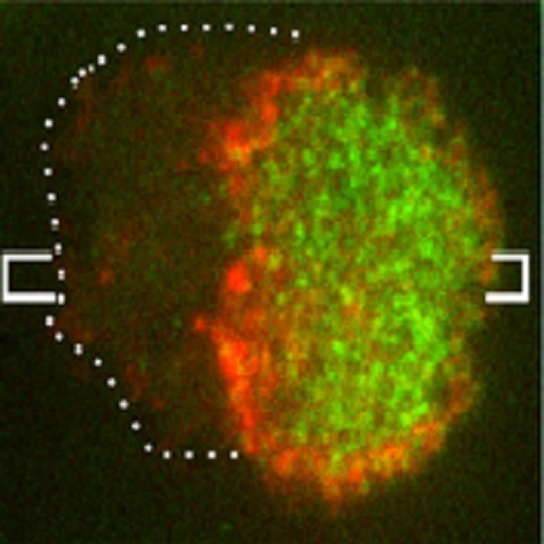 Fig.3 taken from Gerisch et al, 2011.