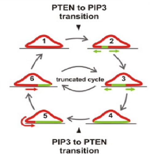 Fig.1 taken from Gerisch et al, 2012.