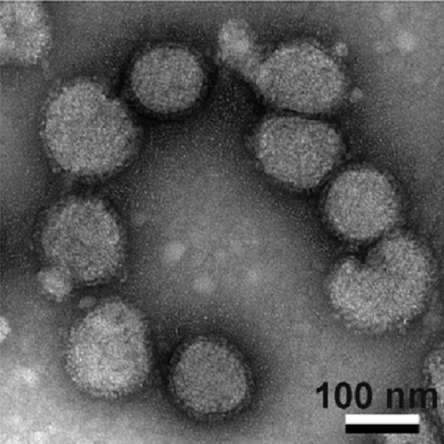 Fig.4 taken from Gerl et al, 2012.