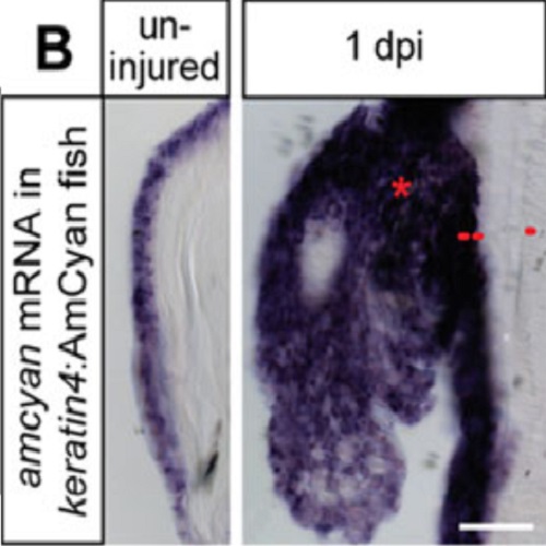 Fig.1 taken from Geurtzen et al, 2014.