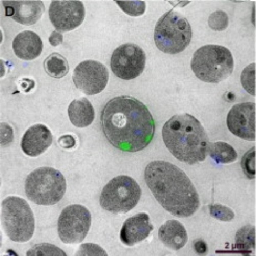 Fig. 2.4 taken from Gibson et al, 2014.