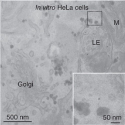 Fig.6 taken from Gilleron et al, 2013.