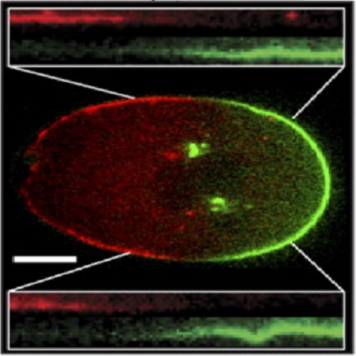 Fig.4 taken from Goehring et al, 2011.