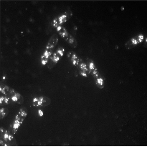 Fig.10 taken from Grimard et al, 2008.