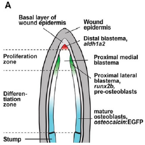 Fig.2 taken from Grotek et al, 2013.