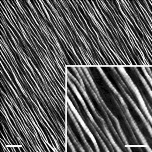 Fig.1 taken from Gruschwitz et al, 2010.