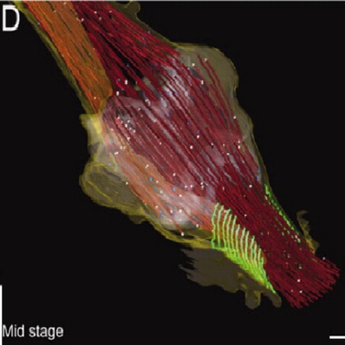 Fig.4 taken from Guizetti et al, 2011.