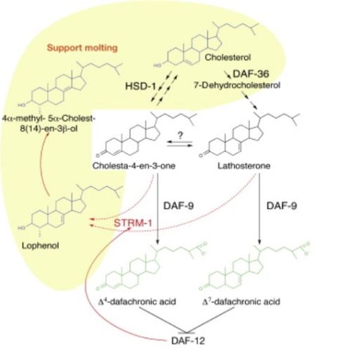 Fig. 7 taken from Hannich et al, 2009.